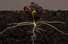 為什么要進(jìn)行土壤有機(jī)質(zhì)檢測(cè)？