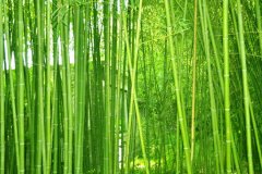 植物株高要如何測(cè)量？